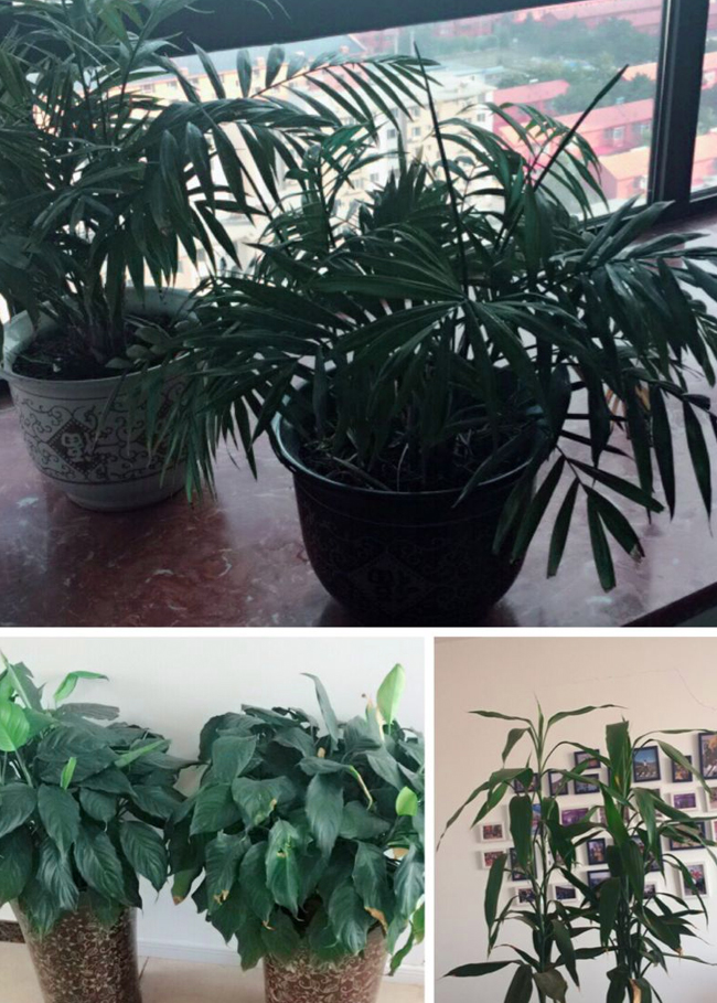 MS88����(�й���)M88����